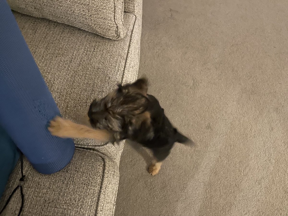 HomesChristineH's tweet photo. Made it to the end of this year’s 30 day yoga journey ⁦⁦@yogawithadriene⁩ FLOW! For 1st time had my very own Benji 🐶 join me, though Benedict #BTPosse puppy not ready (yet!) to downward dog with me &amp; yoga leggings chewed! #DogsofTwitter #Nomaste 🐾 #Namaste #FWFG #Amen https://t.co/F6fIqn3p8b