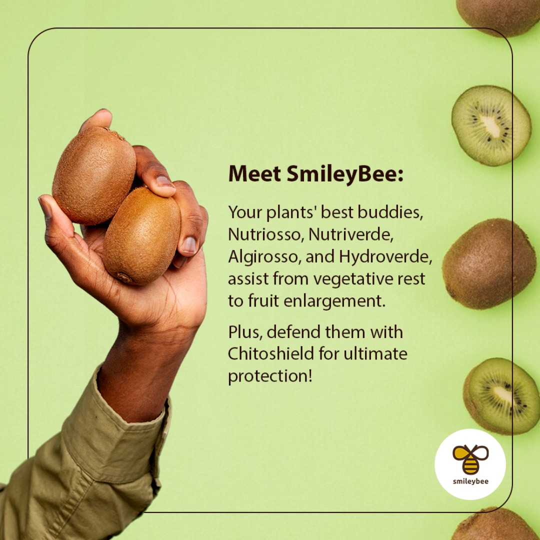 SmileyBeeLtd's tweet photo. Actinidia craves phosphorus for blooming, even in tough conditions. SmileyBee's pals ensure steady flowering &amp; fight leaf issues. Let's nurture our green buddies with Chitoshield! #smileybee #PlantCare #Actinidia https://t.co/nxpUm2CNa6