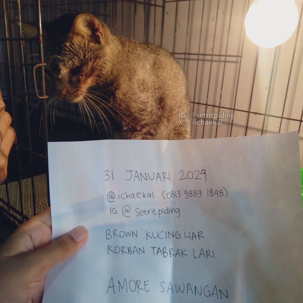 ichaekal's tweet photo. HALO, BISMILLAH. BANTU RT⚠️OPEN DONASI URGENT⚠️ twitter pls do ur magic 🌷✨

bantu Brown si kucing korban tabrak lari untuk ‼️ OPERASI ORTHOPEDIC dan JAHIT LANGIT-LANGIT MULUT ‼️ -a thread https://t.co/ochX1hgRwA