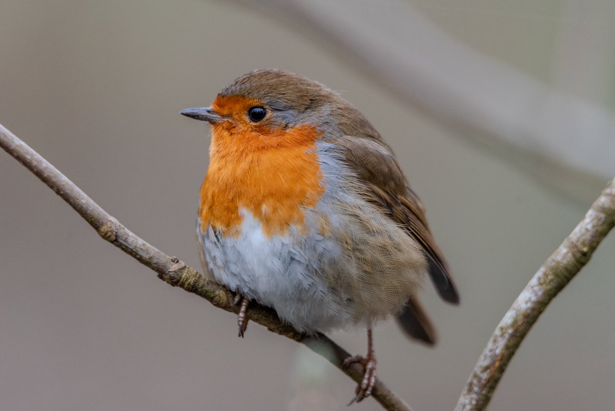 judevincy's tweet photo. #2024 #robin #birds #BirdsSeenIn2024 #rspbbigbirdwatch #rspb @RSPBMiddleton https://t.co/2Rgj2ArW2E