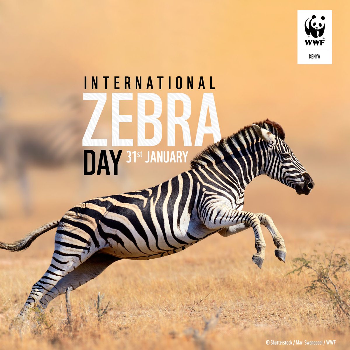 Leo ni ile siku #WorldZebraDay. So let's put it down in black and white. How many Zebra species do we have in Kenya?