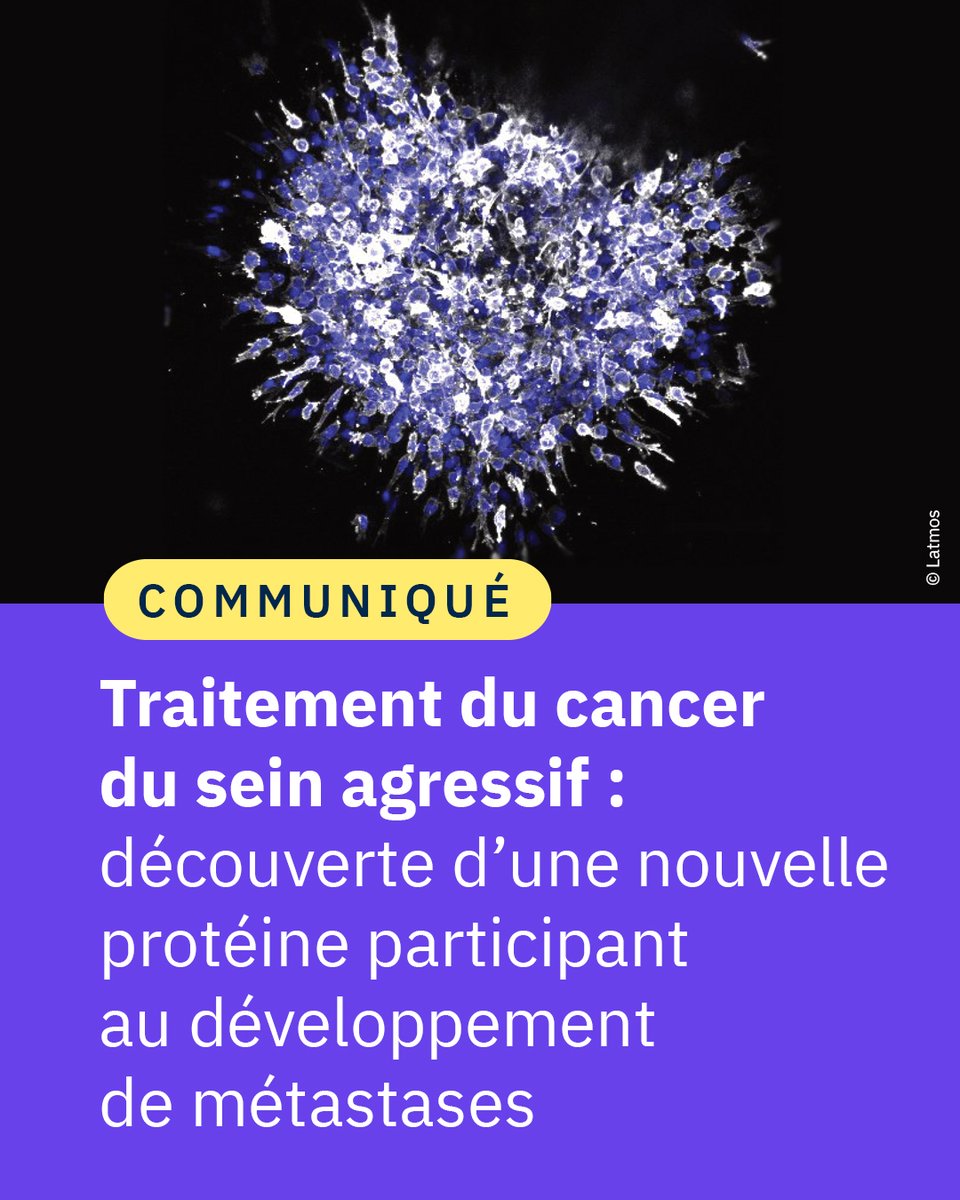 #Communiqué 🗞️ Une protéine particulièrement abondante dans les cancers du sein réfractaires aux traitements conventionnels s’avèrerait responsable du développement de métastases. La cibler permettrait d'augmenter l’espérance de survie des malades.

👉 cnrs.fr/fr/presse/trai…