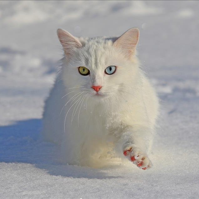 Van'da meydana gelen yoğun kar yağışının ardından, Van kedileri karın tadını çıkardı. ❄