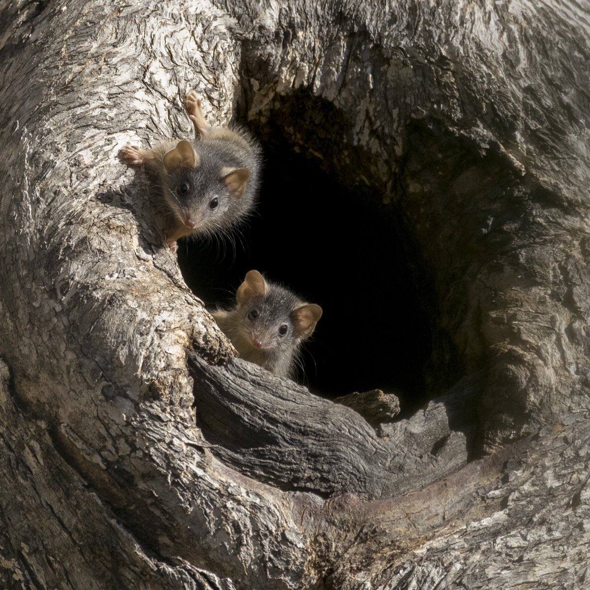 rossjardine's tweet photo. @latrobe Results in some pretty cute babies though. This was taken near Bendigo a few years ago. Yellow Footed Antechinus. https://t.co/m1FkNv5Xvp