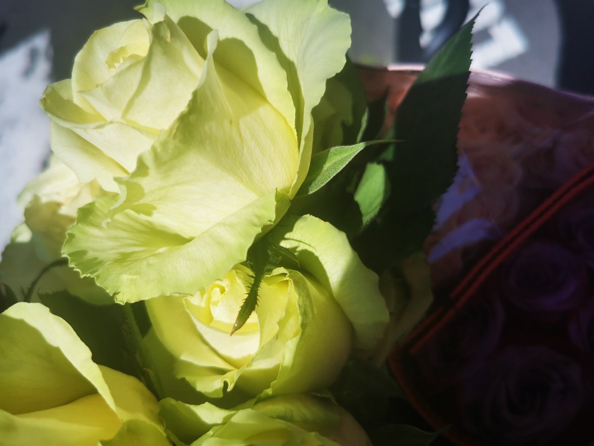 Floral_Newbie (@NewsJunction_zx) / Posts / X