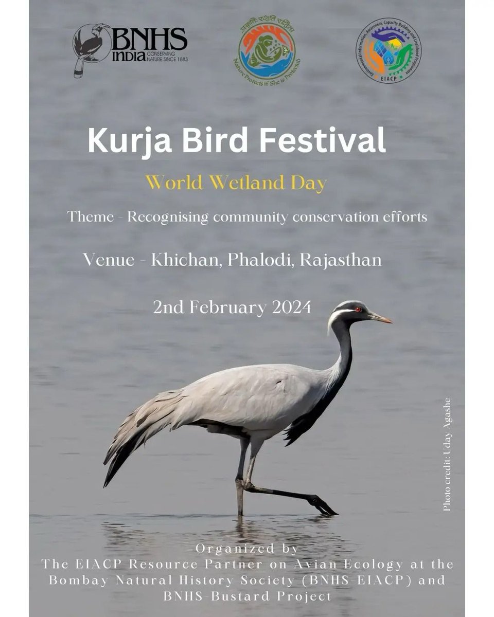 Khichan Wings of Hope: Celebrating Kurja Bird Festival 2024! A haven for Demoiselle Cranes, Khichan village embraces its role as a sanctuary. Join us on February 2 at Sen. Sec. School for the Kurja Bird Festival, where we honor the villagers, students, and all bird lovers for
