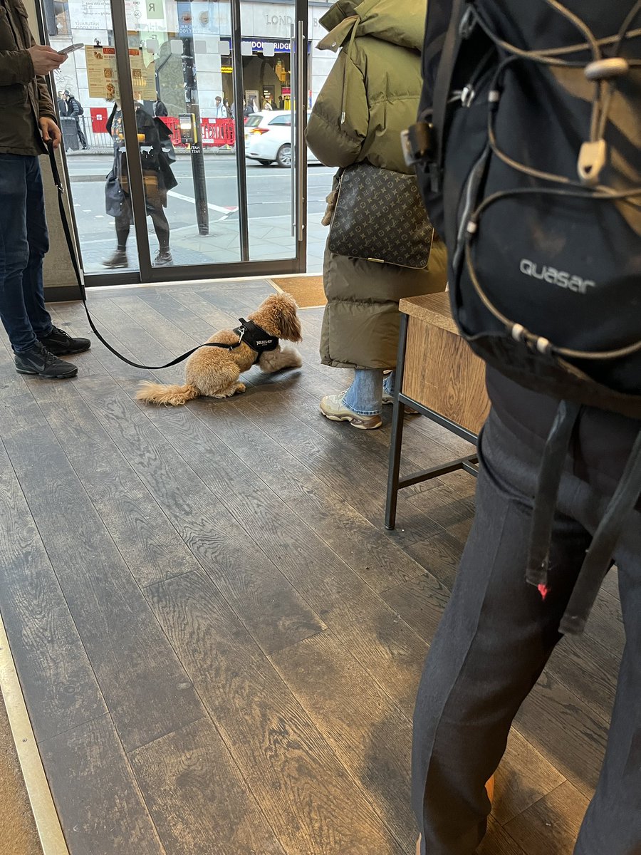Being treated to seeing all the dogs this morning - this lovely, very good pup in @leonrestaurants at Borough Market/London Bridge 🥰