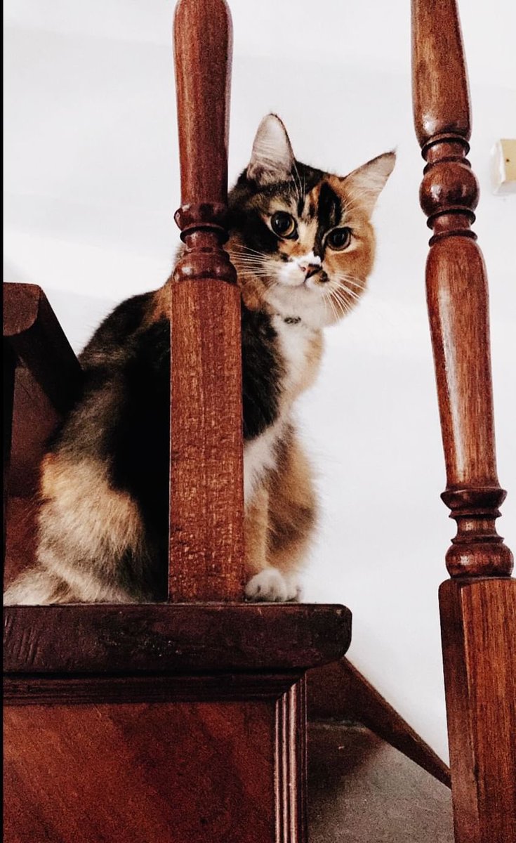 allencees's tweet photo. @dearsln Siapa cakap calico x comel ?! https://t.co/NGZwIGC1Q6