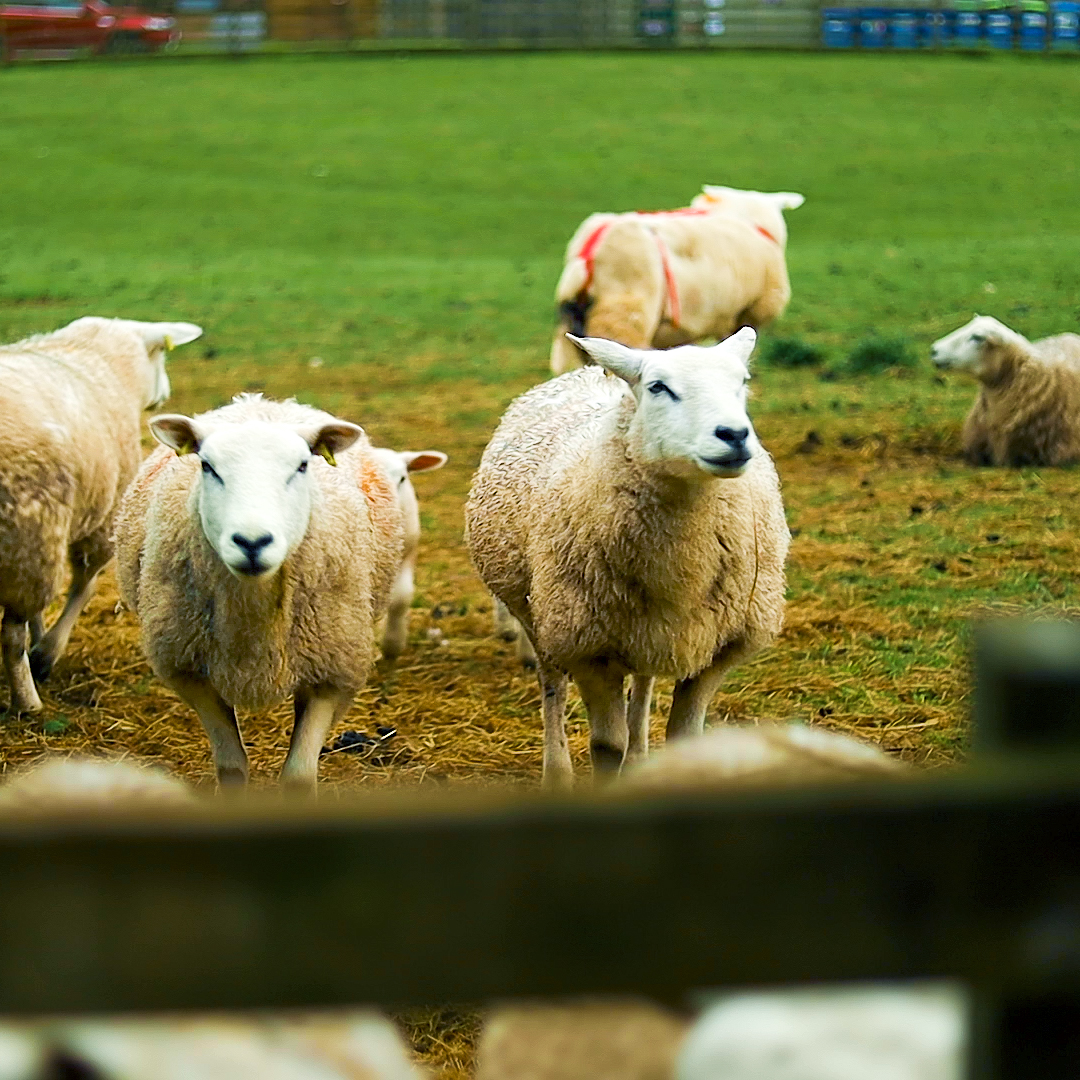 BlairmoreFarm's tweet photo. A farm isn't complete without its animals, and we don't know what we'd do without our sheep, horses, highland cattle and other furry friends to keep us busy 🐑

Come and give us a hand if you like! 📲 https://t.co/rjfHYDOoZq

@VisitScotland @ScotAgritourism https://t.co/Dz8cqxFerM