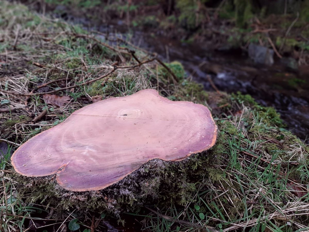 DevonWildlife's tweet photo. DWT's #UpstreamThinking team were removing some beech trees to increase light levels when they discovered this pattern, believed to be a result of water stress.

Re-wetting the area and reducing shading helps create wetland habitats, reducing downstream flooding.

@SouthWestWater https://t.co/Cy0hpN1b42