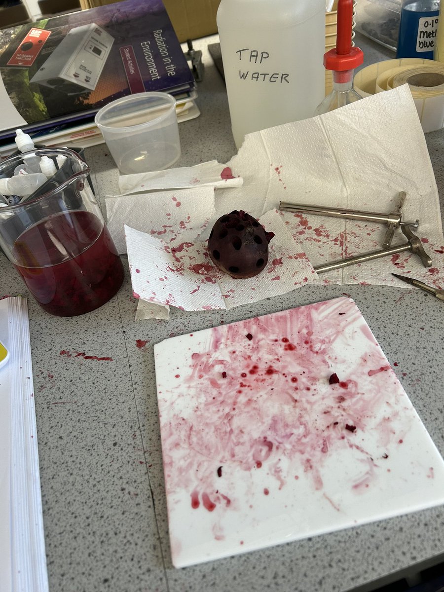 TAAsciencedept's tweet image. It’s the day of the great beetroot massacre as year 12 biologists investigate the permeability of cell-surface membranes #biology #requiredpracticals