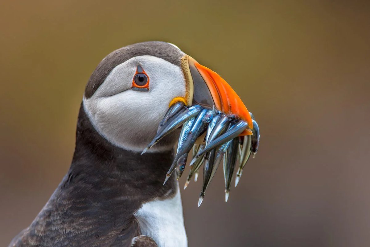 Huge win for seabirds, marine life & ocean ecosystems with the announcement of the permanent closure of industrial sandeel fishing in the English North Sea. Kudos to all those campaigning for this over the years. ✊🙏🌎💙🐋🌊🐟👏🎉 @Sealemonsrock @Natures_Voice @OceanaUK @oceana