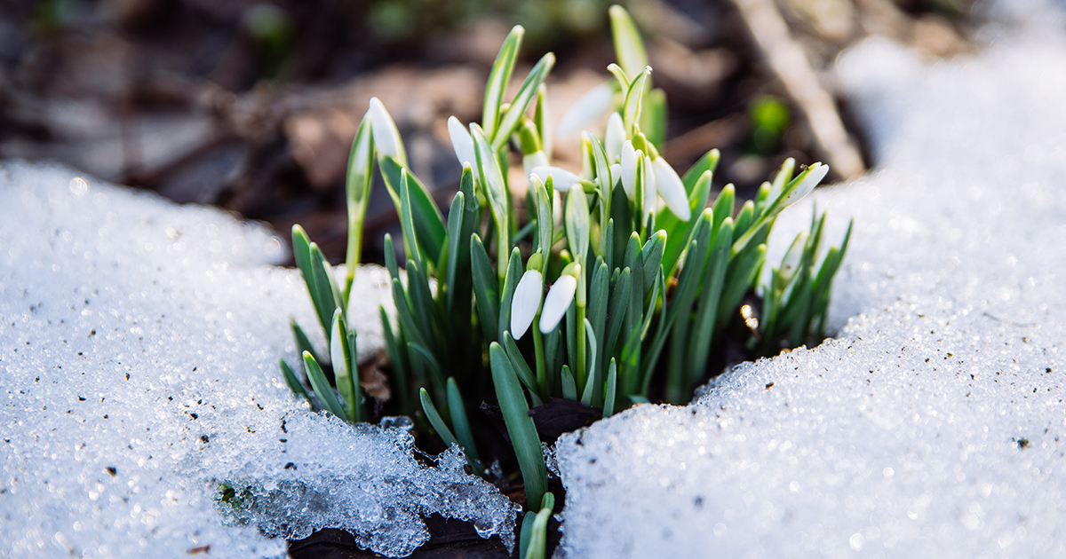 Have you spotted any snowdrops pushing through the winter gloom yet? When they emerge, why not pick a few and let their delicate scent bring the hope of spring and brighter days ahead indoors with them 💐

#snowdrops #winterflowers #wintergarden #springiscoming
