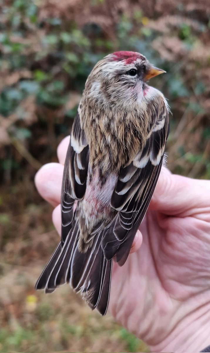 Great Age!!! Redpoll originally ringed @DungenessBO on 30/09/2020, then caught by us on 19/01/2024 at Cannock Chase, Staffordshire, which is a distance of 281km.