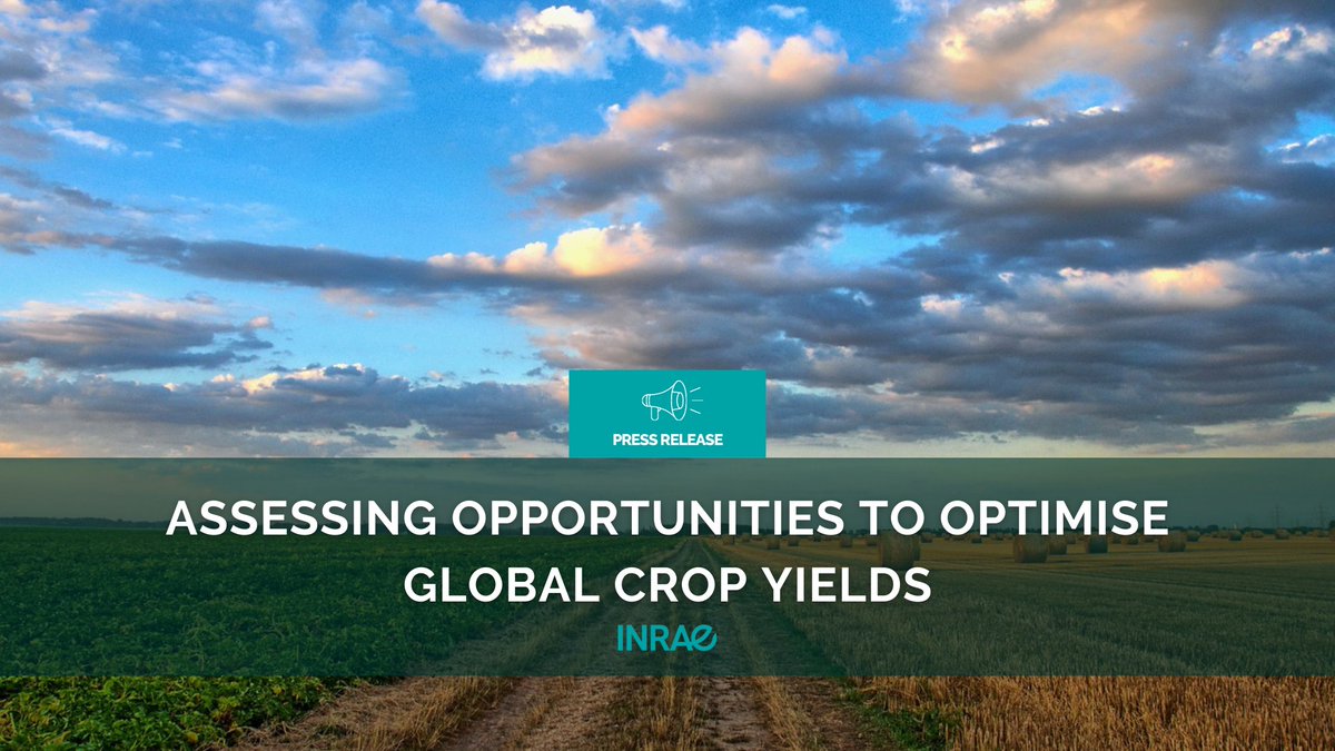 #PR_INRAE A 🇫🇷🇺🇸 study has quantified the risks of crop yield stagnation and potential future crop yield growth. These are crucial results for guiding agricultural policies and meeting growing food demand ➡️url.inrae.fr/3u8nE5F