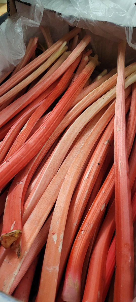 First forced rhubarb of 2024!!

Picked by candlelight! 

*(yes, really)

#candlelight #rhubarbseason #forcedrhubarb #ukproduce #rhubarbcrumble #rhubarbgin #mollyspantry