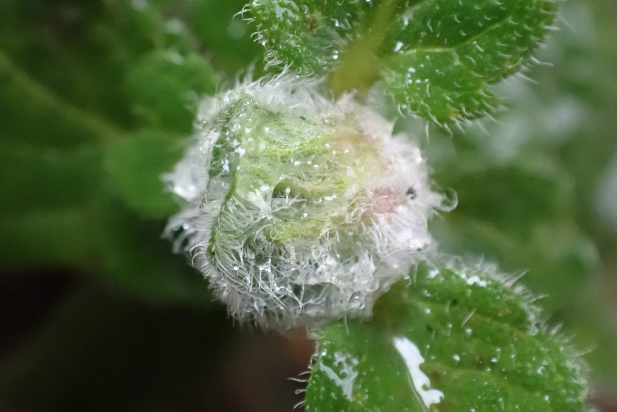 #WildWebsWednesday After recent rains the gall of the midge Jaapiella veronicae on Germander Speedwell. Watertight, I hope. Monmouth.