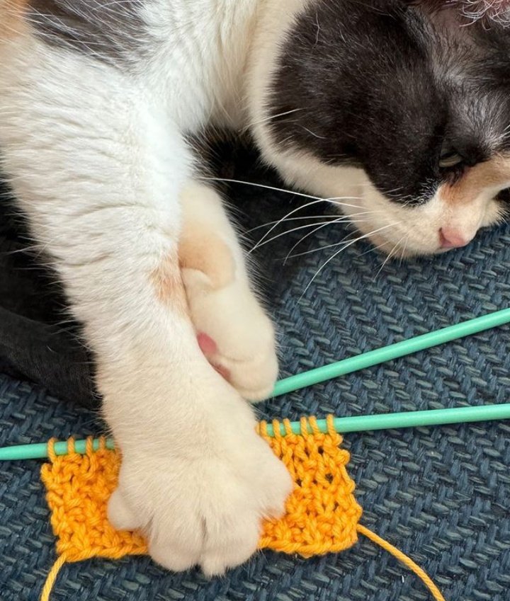 kucing introvert ku hobby nya ngerajut