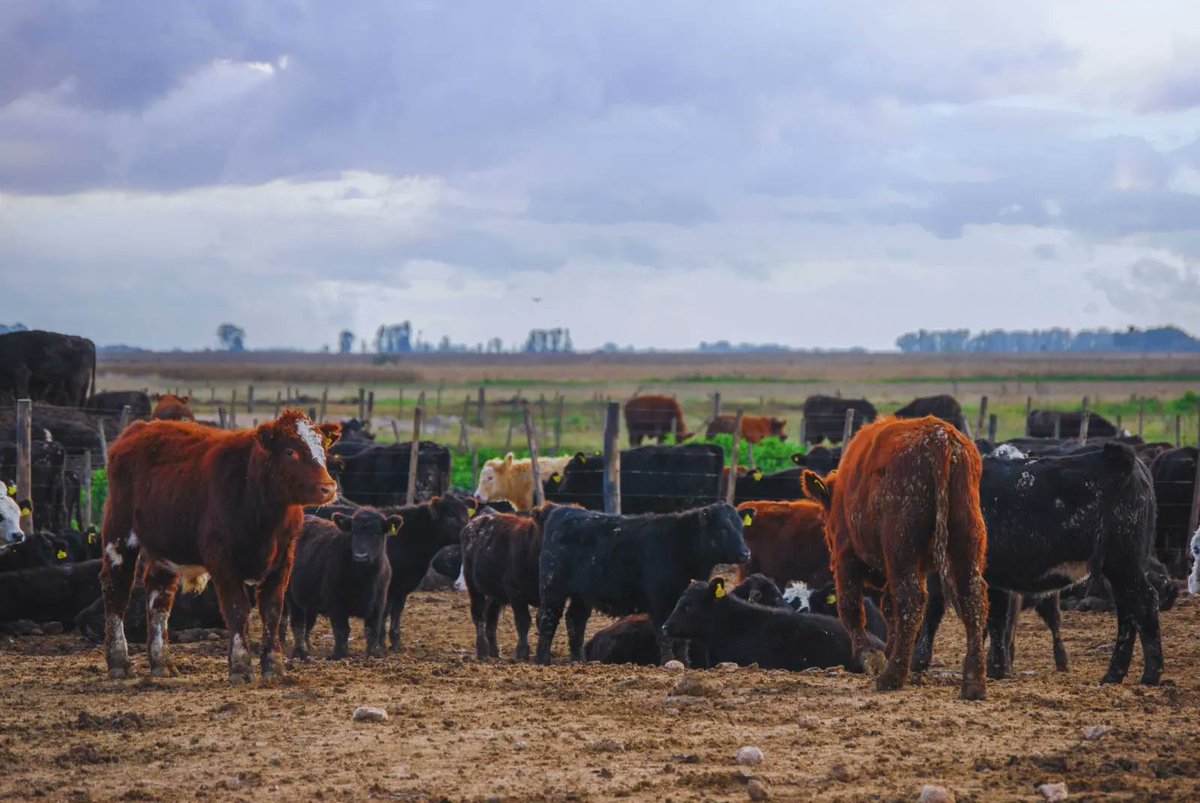 🇦🇷 is committed to promoting ♻️ livestock & animal well-being. Experts from @intaargentina contribute to cattle farmers' production by advising on good practices against heat stress. Adequate shadow nets & feeding afternoon schedules improve day-to-day livestock management. ♻️🥩