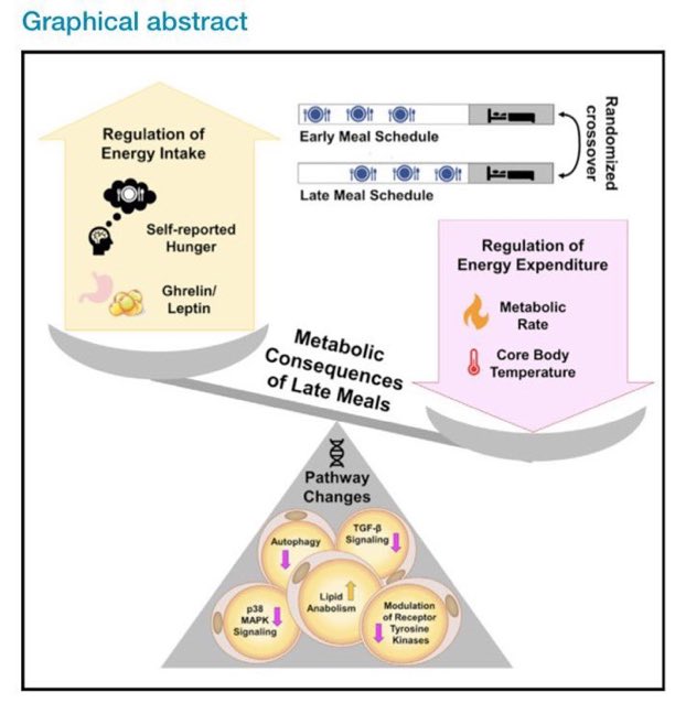遅い時間の食事（例えば朝食が12時や夕食が21時のような）は、起床時の空腹感を増加させ、エネルギー消費量を減少させ、遺伝子の発現を変化させて脂質の蓄積を促進することにより、肥満のリスクを複合的に高めるというCell Metabの報告。
pubmed.ncbi.nlm.nih.gov/36198293/