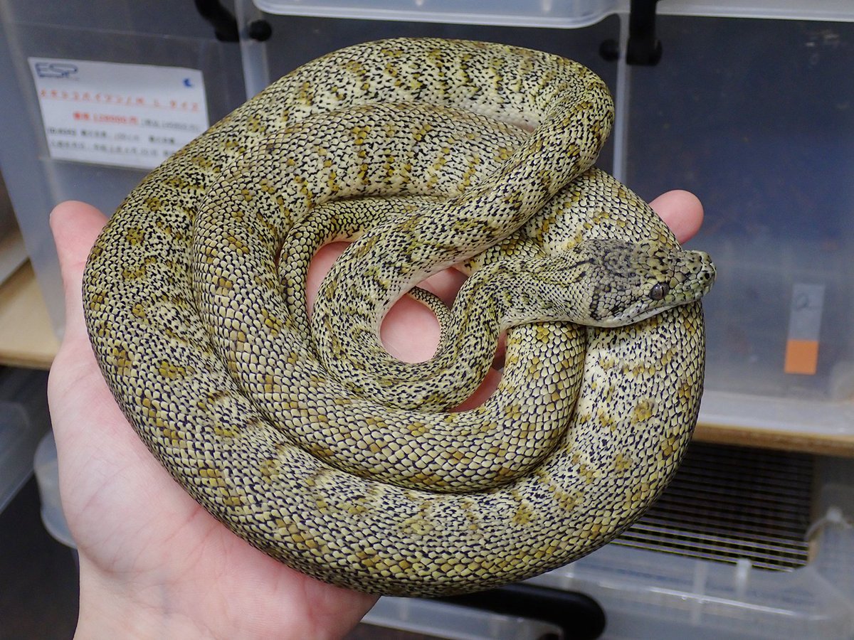 gyui_rock_esp's tweet image. グラナイトジャガー CB22
1枚目と2、3枚目は同一個体。

ギラギラしてるよ！えげつない成長！
大化けしすぎでしょ！！！！！

#Carpetpython
#カーペットパイソン
#爬虫類