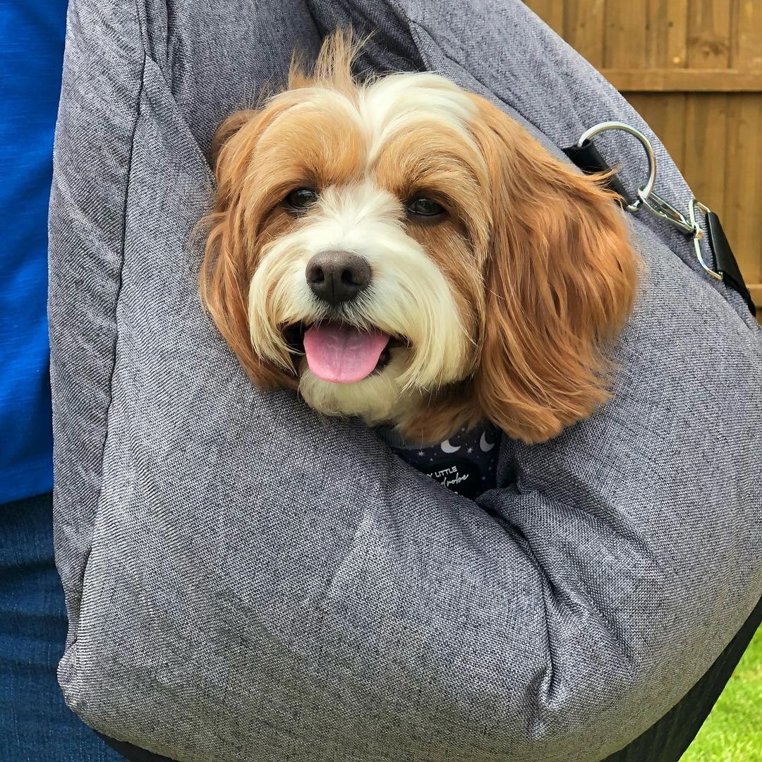 FUNNYFUZZY_PET tweet media