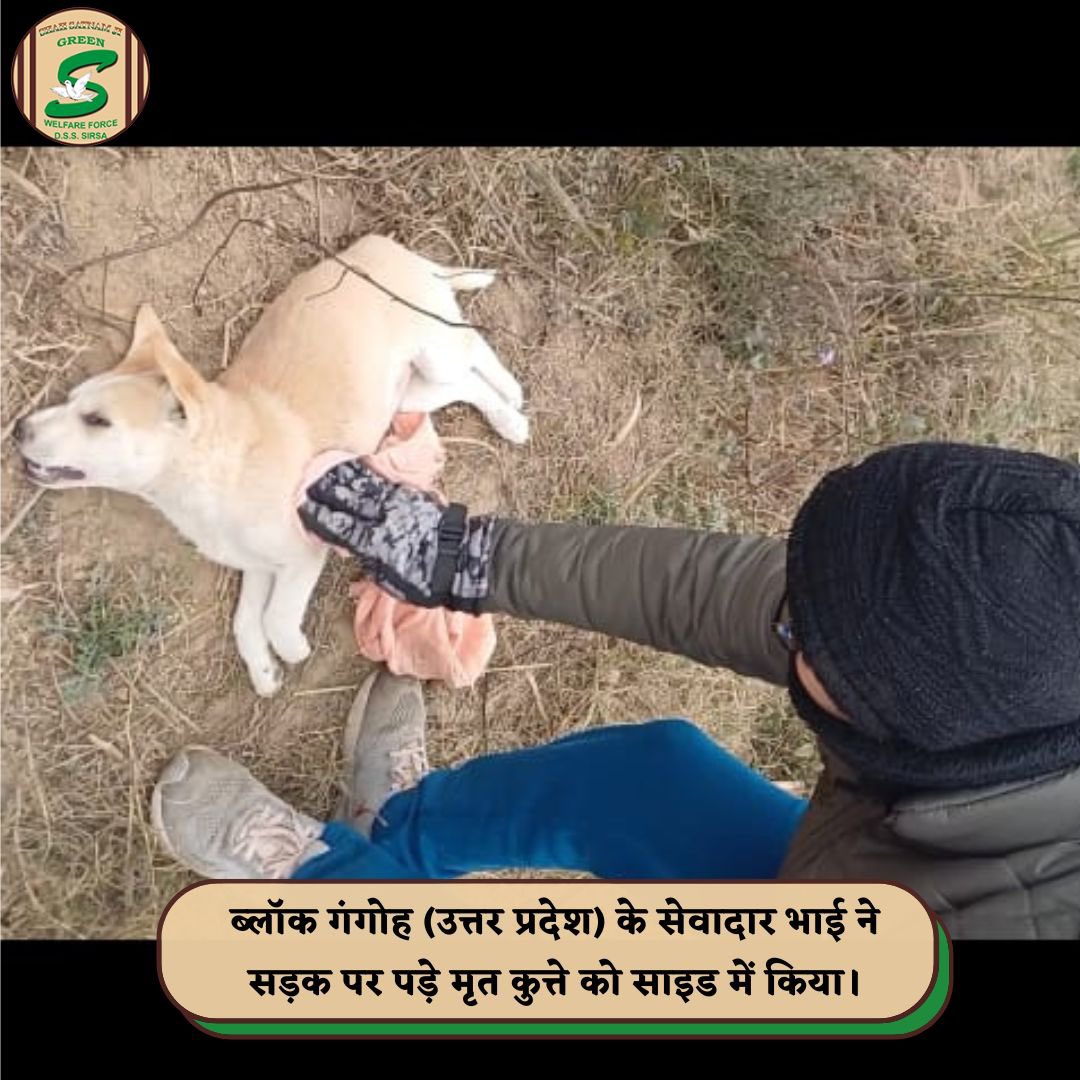 GreenSwelfares's tweet photo. Inspired by the teachings of Saint Dr. @Gurmeetramrahim Singh Ji Insan, Shah Satnam Ji Green 'S' Welfare Force Wing  volunteers have shown true compassion by removing a deceased animal from the road, preventing potential accidents and upholding the spirit of humanity. 🐾 #RoadSafety #AnimalCare #DeraSachaSauda