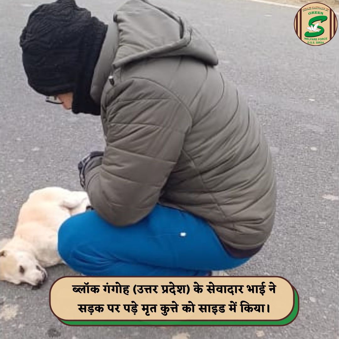 Inspired by the teachings of Saint Dr. @Gurmeetramrahim Singh Ji Insan, Shah Satnam Ji Green 'S' Welfare Force Wing volunteers have shown true compassion by removing a deceased animal from the road, preventing potential accidents and upholding the spirit of humanity. 🐾…