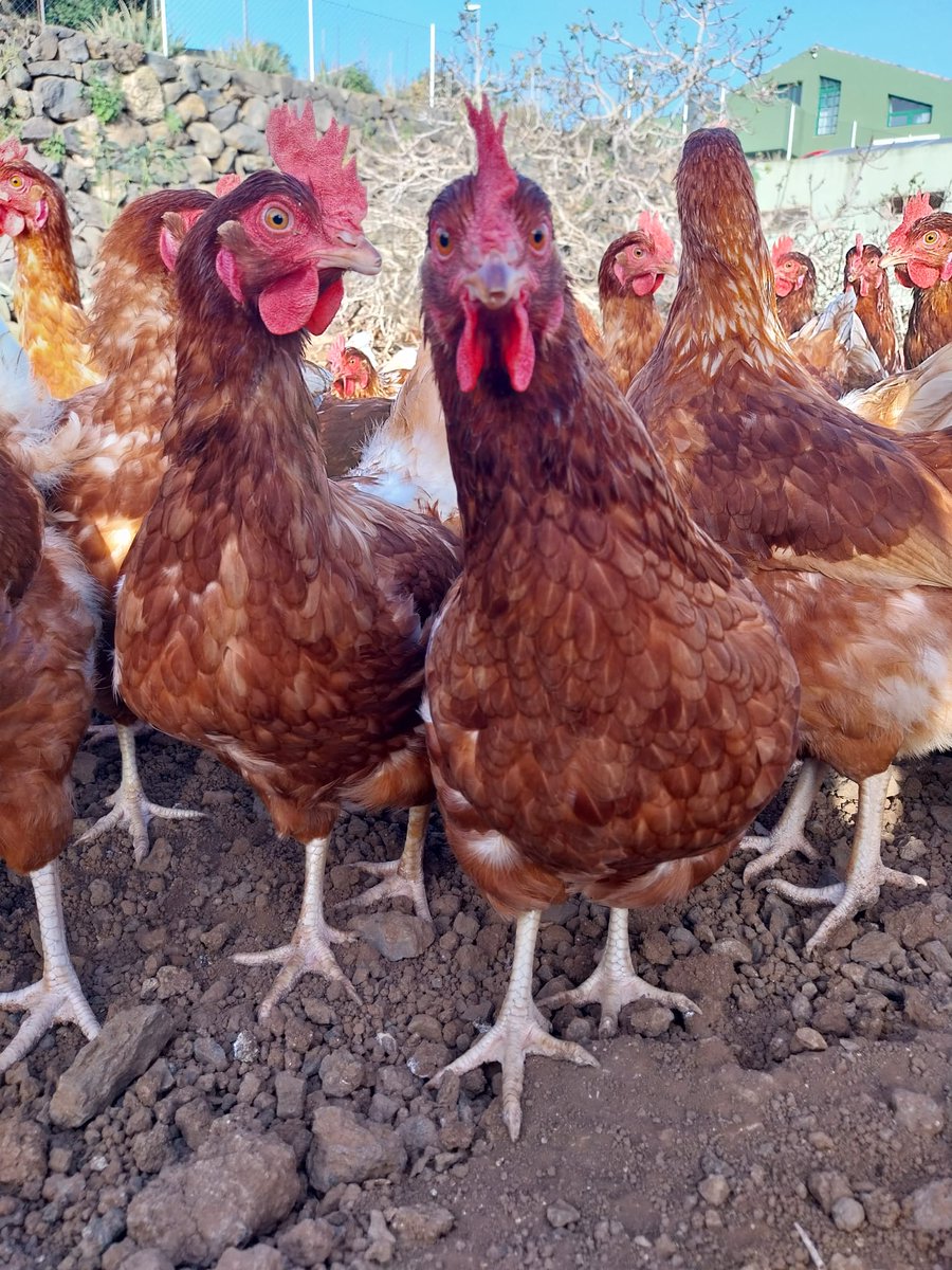 PREGUNTA POR NUESTRAS GALLINAS 😁

☎ 922 43 06 79