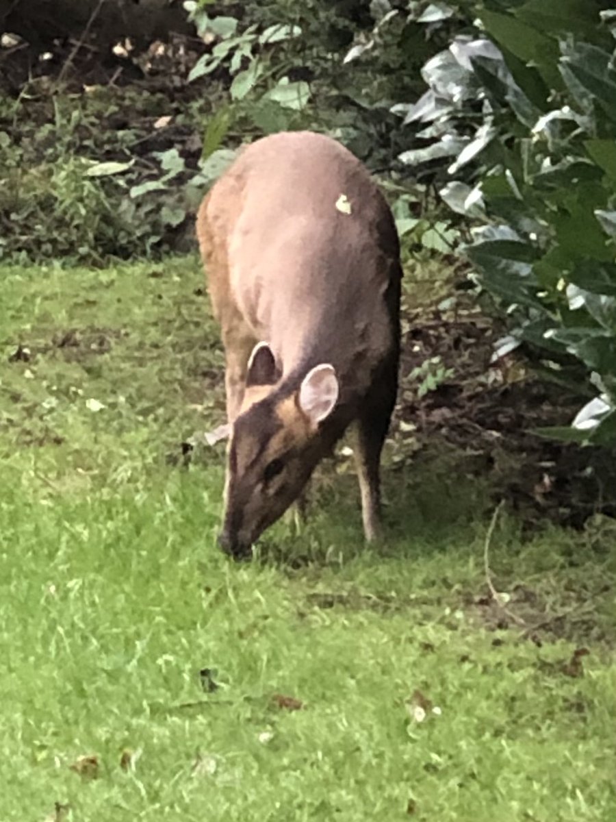 harris281's tweet photo. @Anton_ella_ We had one visit us in our garden recently. We know they’re not far away in a local country park. Hope things turn out ok for you. https://t.co/vYVPxJeCEC