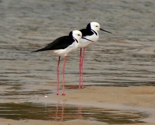 Pair of #stilts at #Currumbin on the #goldcoast #Queensland #waderwednesday #birds