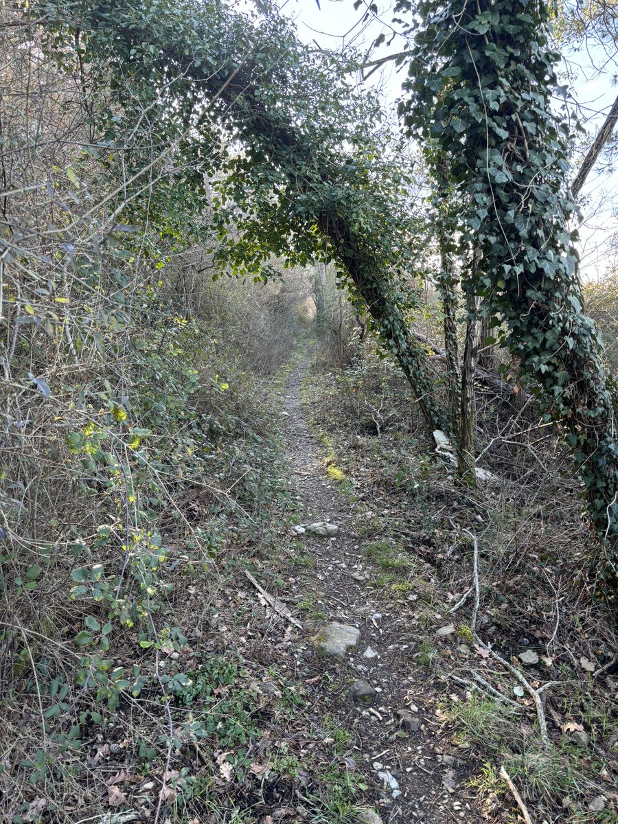 andreabeduschi's tweet photo. Monte Lignano - Bosco di Sargiano (Arezzo) https://t.co/dNuRbr4rJ2