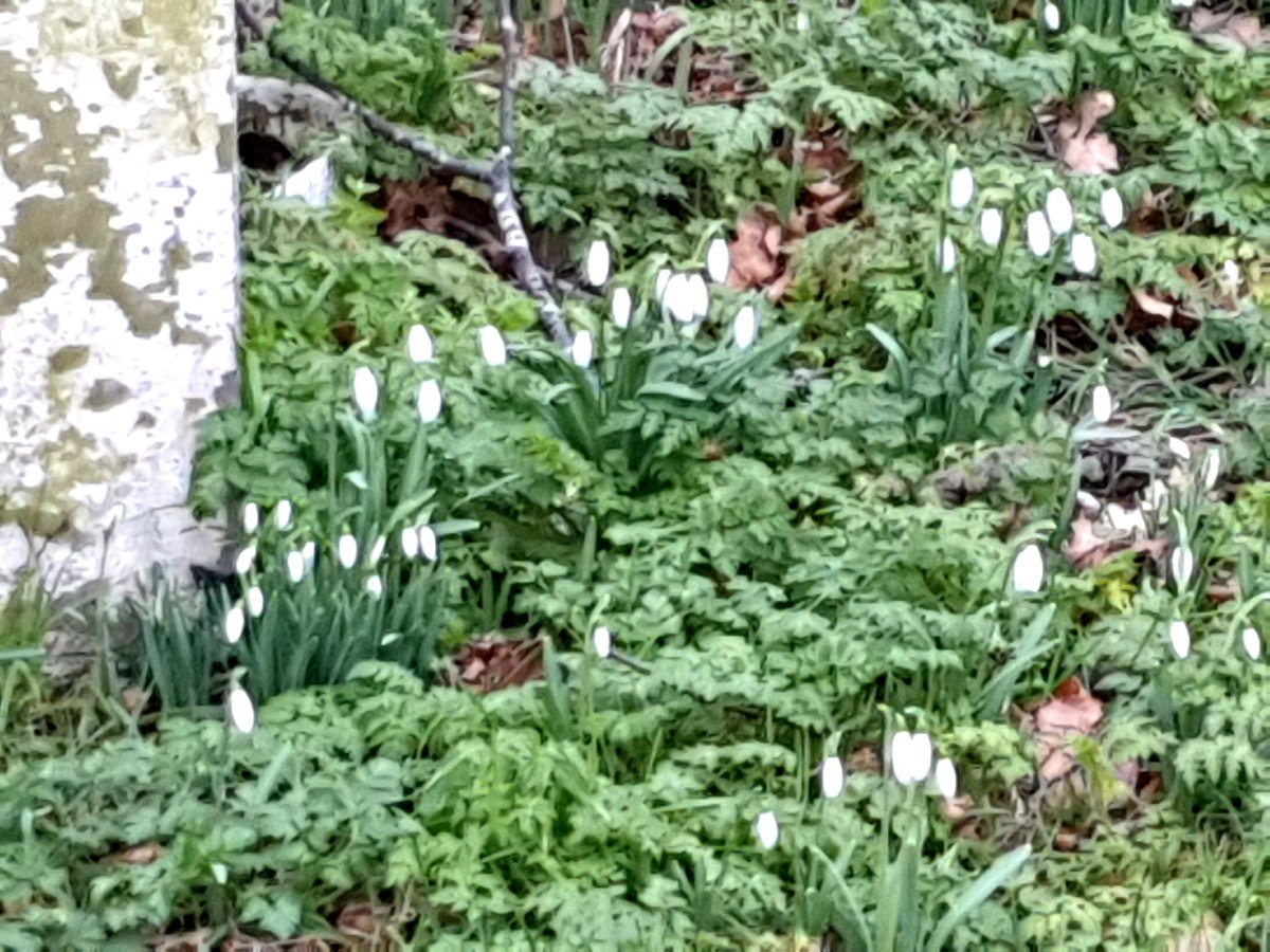 Jonathan Evens tweet media