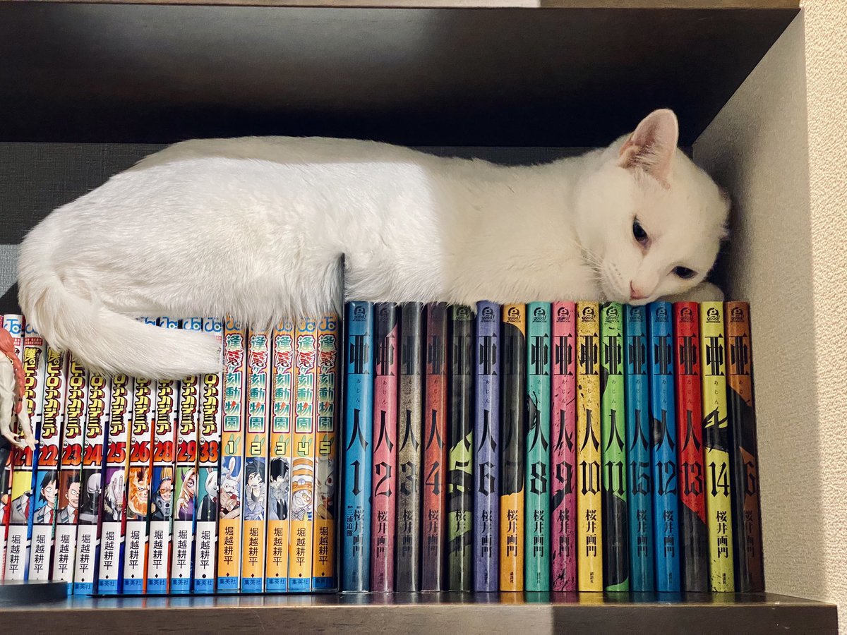 kappanootouto's tweet photo. 【家族が増えました！㊗️🎉】
数週間の度重なるトライアルで先住猫のウニちゃんと相性の良い子の

・2歳 白猫のツブちゃん(♂)

が正式に家族になりました！
身体がウニの倍くらいあって、重量感あって最高な子で、初日から撫でてアピールの凄い好奇心旺盛なやんちゃドジです。
カリカリを食べる時はわざと細かく砕いて外に捨てたりします
最近は進撃の巨人の単行本の上で寝るのがマイブーム

これからよろしくね