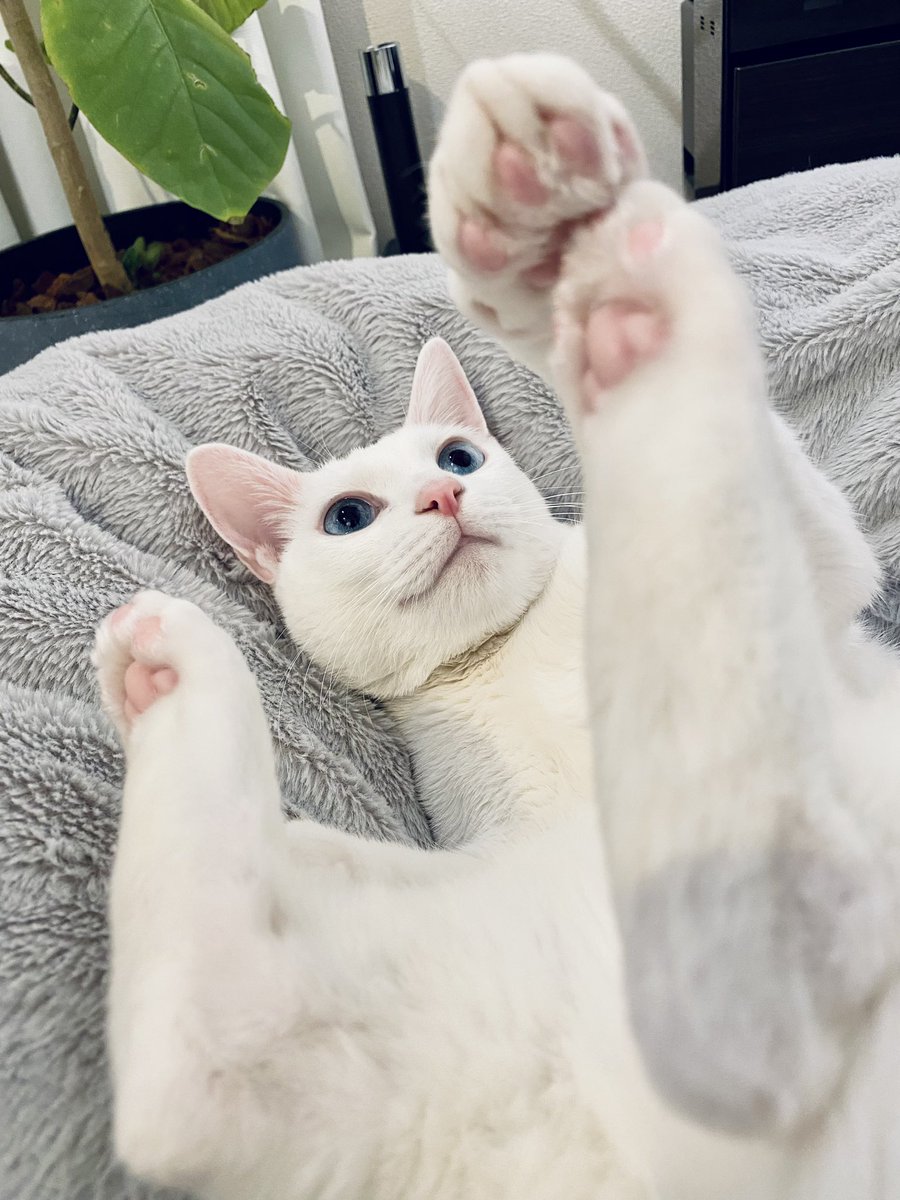 kappanootouto's tweet photo. 【家族が増えました！㊗️🎉】
数週間の度重なるトライアルで先住猫のウニちゃんと相性の良い子の

・2歳 白猫のツブちゃん(♂)

が正式に家族になりました！
身体がウニの倍くらいあって、重量感あって最高な子で、初日から撫でてアピールの凄い好奇心旺盛なやんちゃドジです。
カリカリを食べる時はわざと細かく砕いて外に捨てたりします
最近は進撃の巨人の単行本の上で寝るのがマイブーム

これからよろしくね