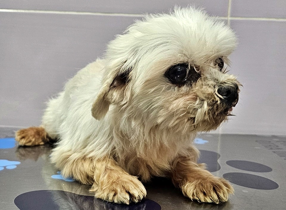 #Madrid
¿Cómo le explicamos al abuelito #TIMÓN que nadie le quiere?

Le pusimos en adopción y... más de 30 personas han preguntado por él, otras tantas incluso han hecho su cuestionario y entrevista.
Le hemos reservado fácilmente 5 veces y... nadie, NADIE se lo ha llevado.

•La