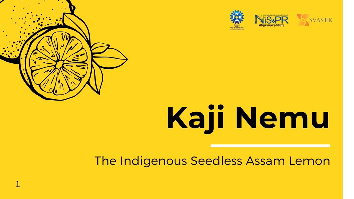 Let's explore the unique flavor of Kaji Nemu: The Indigenous Seedless #Assam Lemon! 🍋 #SVASTIK @CSIR_IND @PMOIndia @DrJitendraSingh @DrNKalaiselvi @Ranjana_23 @MinOfCultureGoI @EduMinOfIndia @AAU_Jorhat @dbtnecab @DBTIndia @MoHFW_INDIA @mygovassam @CSIR_NIScPR @nmpb1