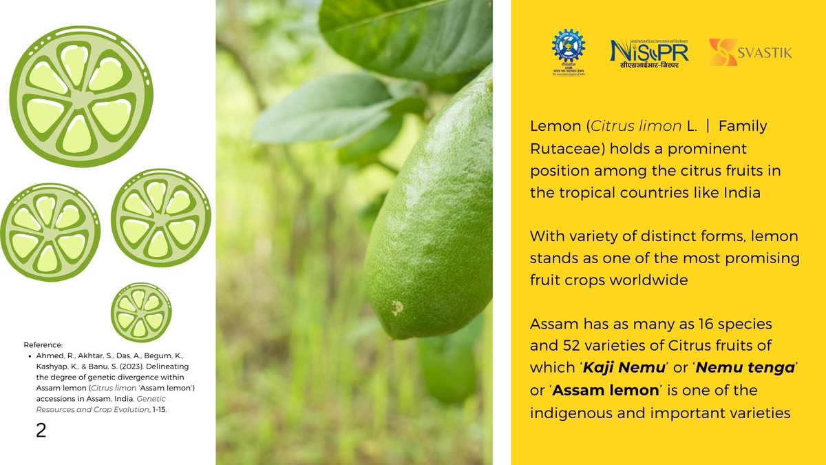Among 16 species and 52 varieties of citrus fruits from Assam, Kaji Nemu is one of the important varieties. #SVASTIK