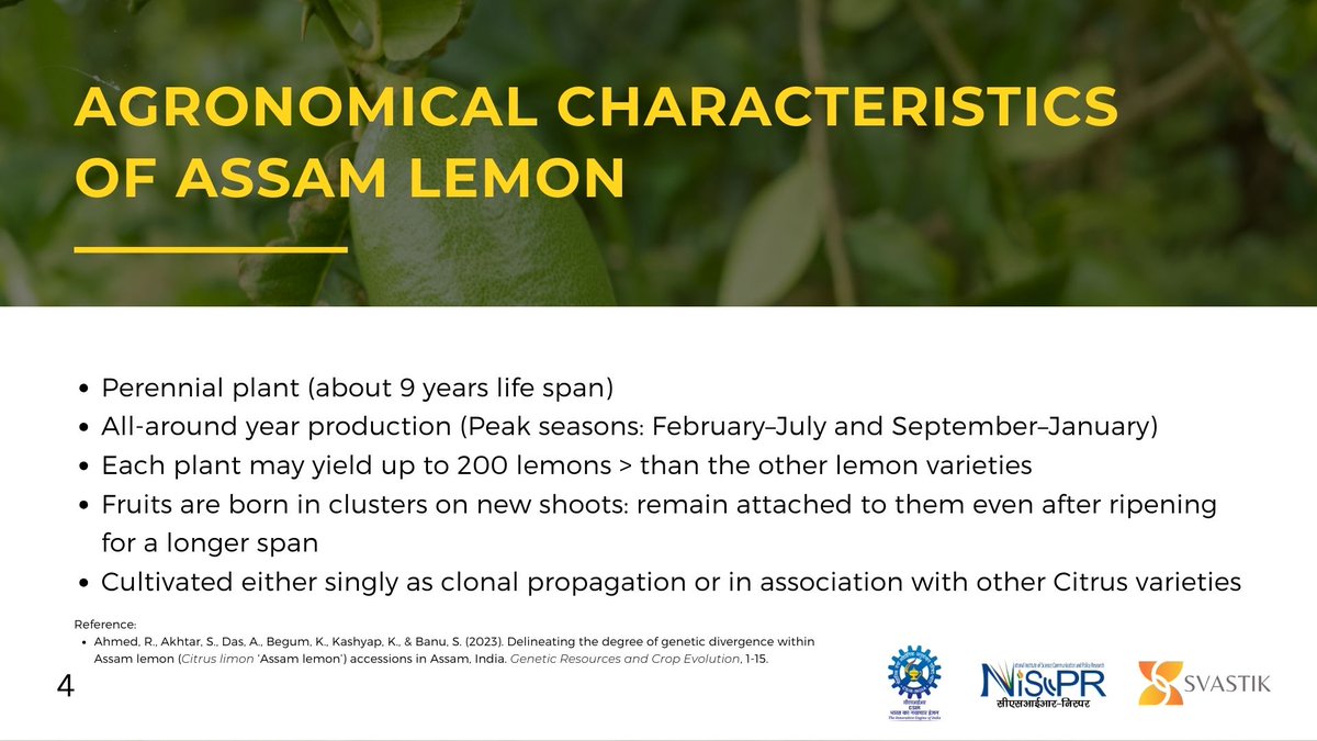 Here are the fascinating agronomical characteristics that make this citrus gem unique and thriving in the heart of Assam. #SVASTIK