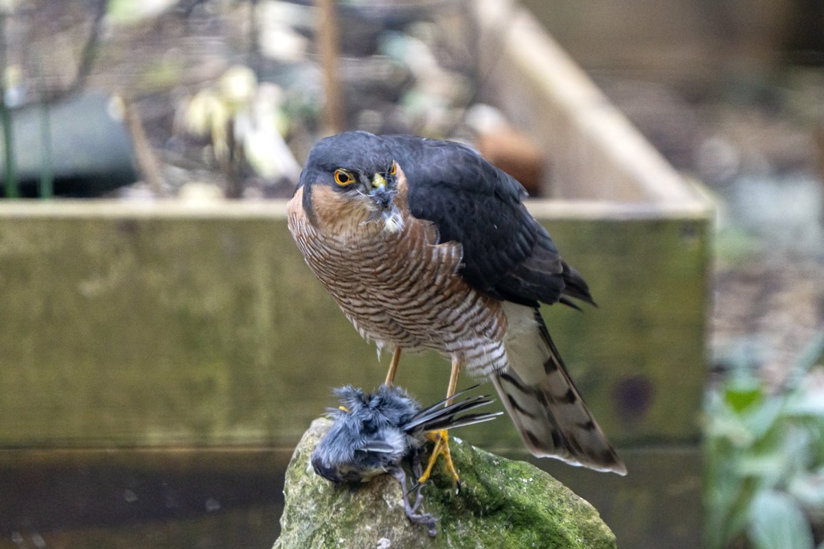 Recent male sparrowhawk feasting on a long-tailed tit. Shame, because LTTs are such cuties, but a sprawk's gotta eat.