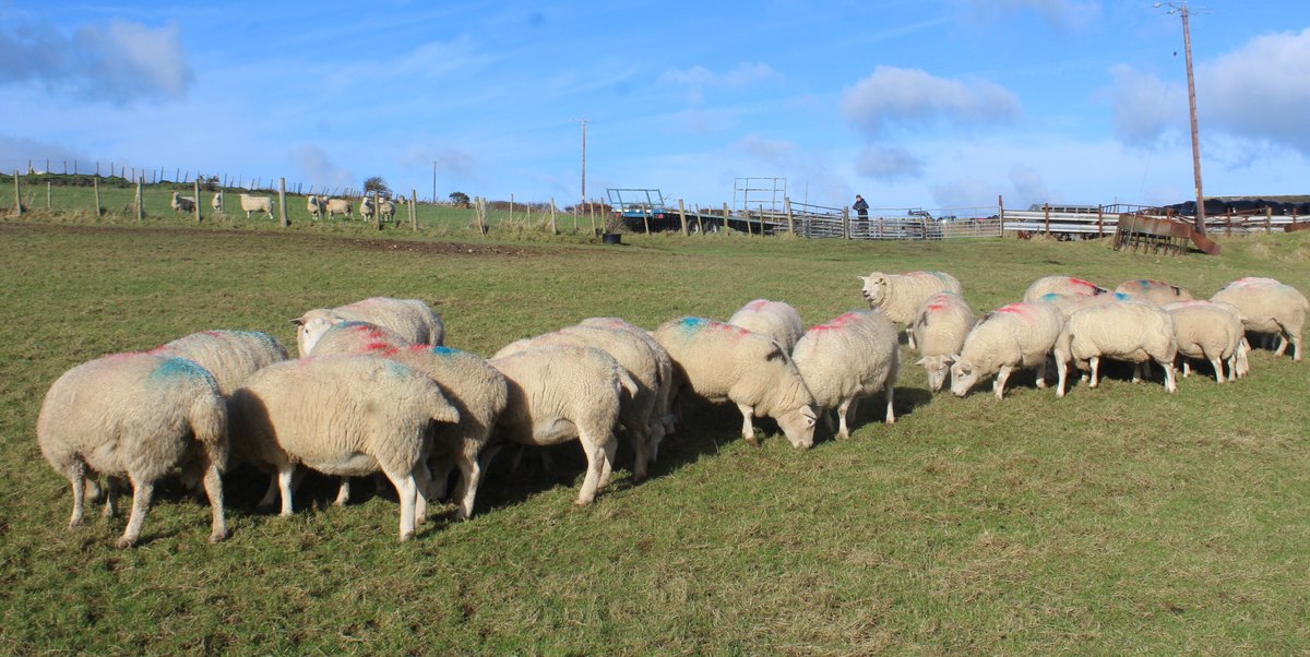 Texel X ewes scanned carrying triplets heading to @NockDeightonAg  at Newcastle Emlyn tomorrow 🏴󠁧󠁢󠁷󠁬󠁳󠁿Mixed ages no brokers - lambing 26th Feb onwards to Texel rams . Heptavac P+ booster and dipped for Scab prevention in December  . . all eating their rolls !