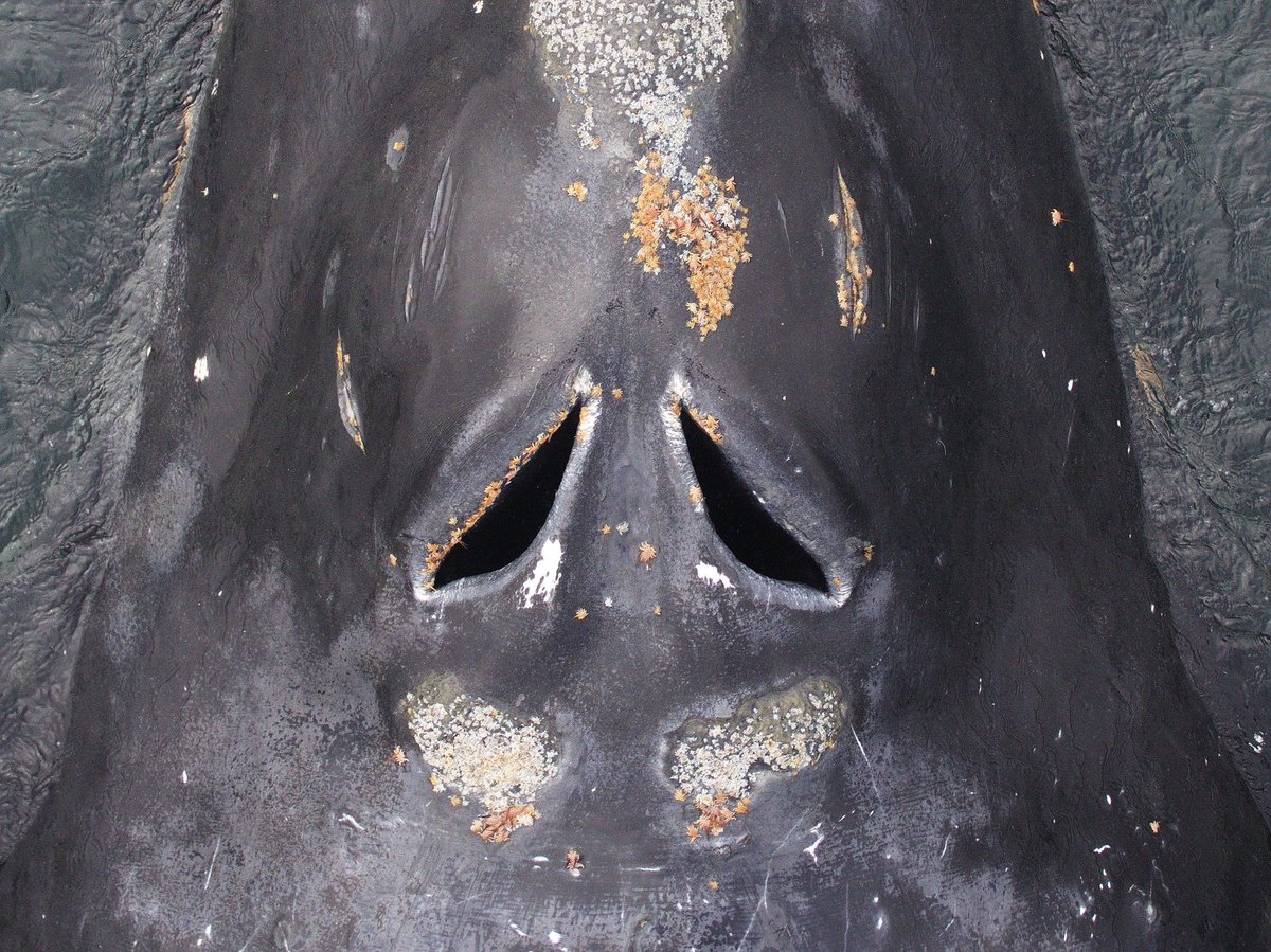Scottish Association for Marine Science (@samsoceannews) on Twitter photo Can baleen whales sniff out their next meal???
Our Hon. Research Fellow <a href="/whale_nerd/">Conor Ryan</a> thinks so - and he's published a paper today explaining why! sams.ac.uk/news/sams-news…
📷Image by John Durban and Holly Fearnbach. Permit # 17355 from the U.S. National Marine Fisheries Service. Can baleen whales sniff out their next meal???
Our Hon. Research Fellow <a href="/whale_nerd/">Conor Ryan</a> thinks so - and he's published a paper today explaining why! sams.ac.uk/news/sams-news…
📷Image by John Durban and Holly Fearnbach. Permit # 17355 from the U.S. National Marine Fisheries Service.
