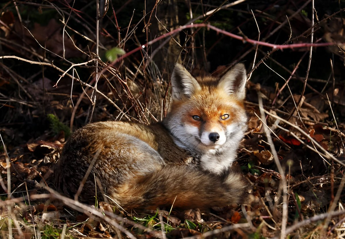 If carlsberg made foxes.. #FoxOfTheDay <a href="/ChrisGPackham/">Chris Packham</a>