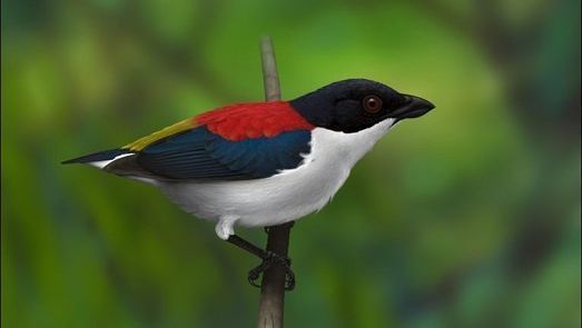 EDGEofExistence's tweet photo. Soaring in next for our #WingingItWednesday series is the Cebu Flowerpecker
Fly by facts:
Scientific name
Dicaeum quadricolor
Conservation Status
Critically Endangered
Locations
Cebu island in the Philippines
Fellow
Andrew Ross Reintar, Global cohort 2017 https://t.co/aePTtcJaxR