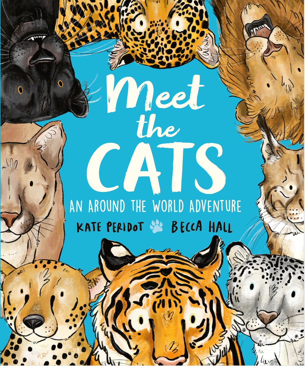 I'm proud to say The BIG CATS ARE COMING! Meet the eight biggest cats in the world on a ROARSOME adventure. Do you prefer tiger stripes, leopard rosettes, or cheetah spots? Sequel to Meet the Bears. With super illos #beccahallillustration. Pre-order now. kateperidot.com