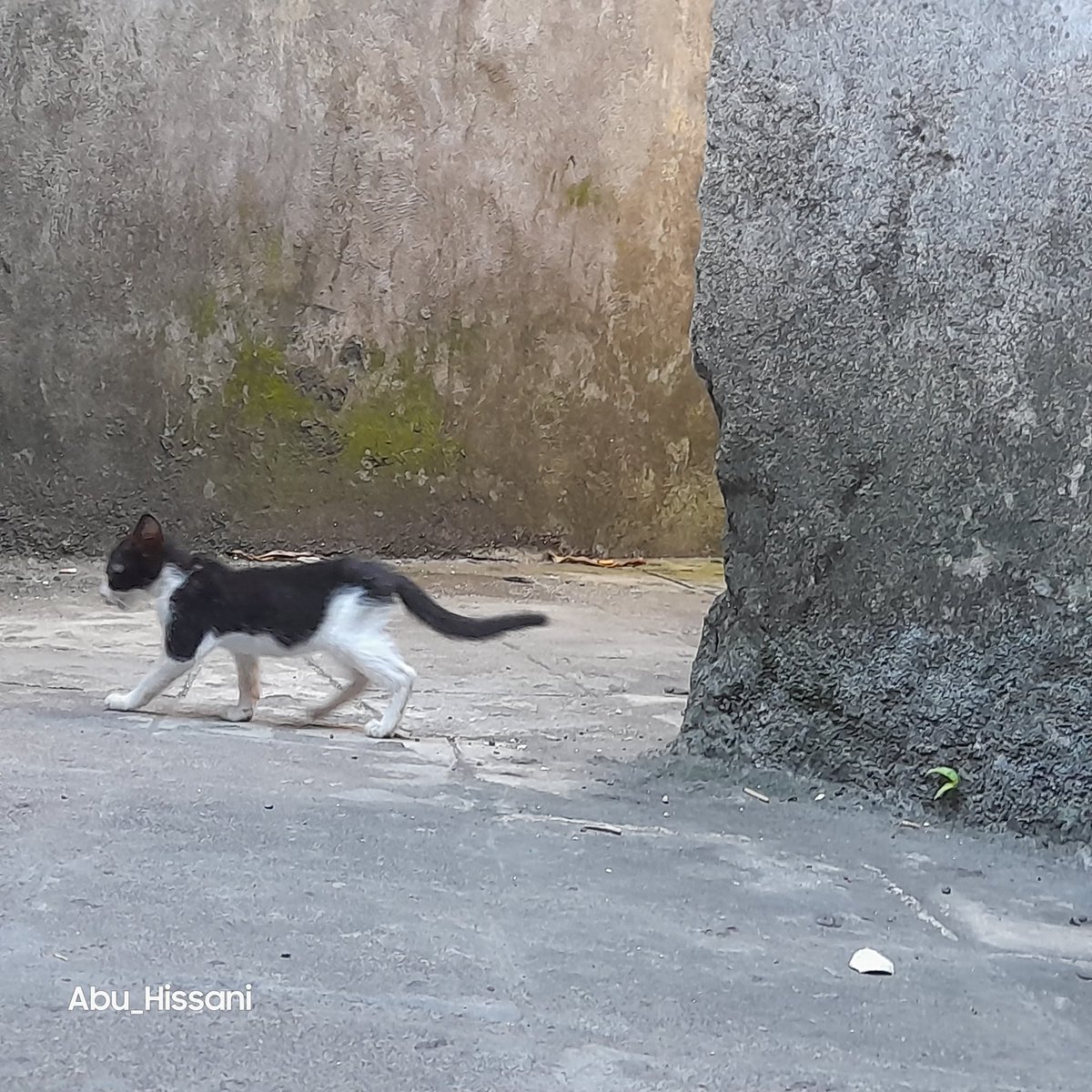 #Ballade #Chatton #Badjanani #Mradjou.