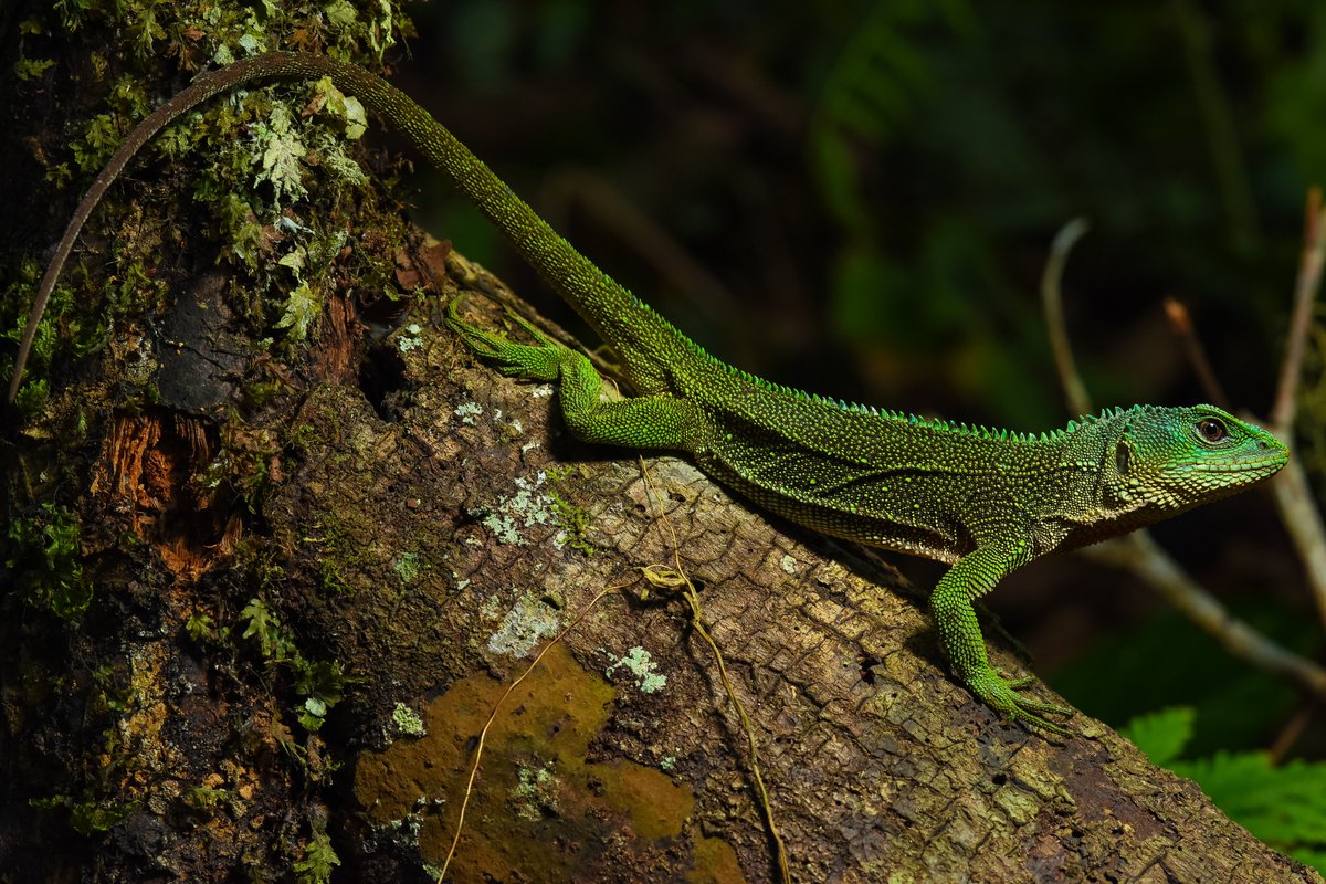 ivb_cas's tweet photo. NEW in #JVertBiol: Two new species of wood lizard (Hoplocercinae: Enyalioides) from Cordillera de Colán in north-eastern Peru https://t.co/zzJiqGMeMp @BioOneNews | @CzechAcademy | @GarciaAyachi | @onlyFAUNA | @IPHperu  |#herpetology https://t.co/hqTOWhAO4a