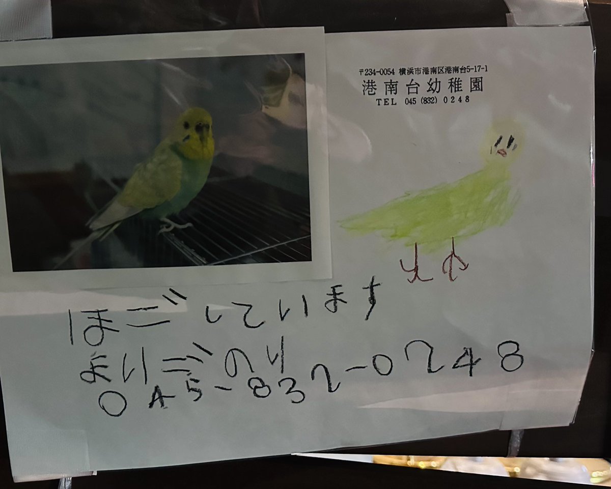okame1098's tweet photo. かいぬしー！かいぬしー！
早く迎えに行ってあげてー！

横浜市港南区
#迷子インコ　#セキセイインコ https://t.co/dcsoM3dAca