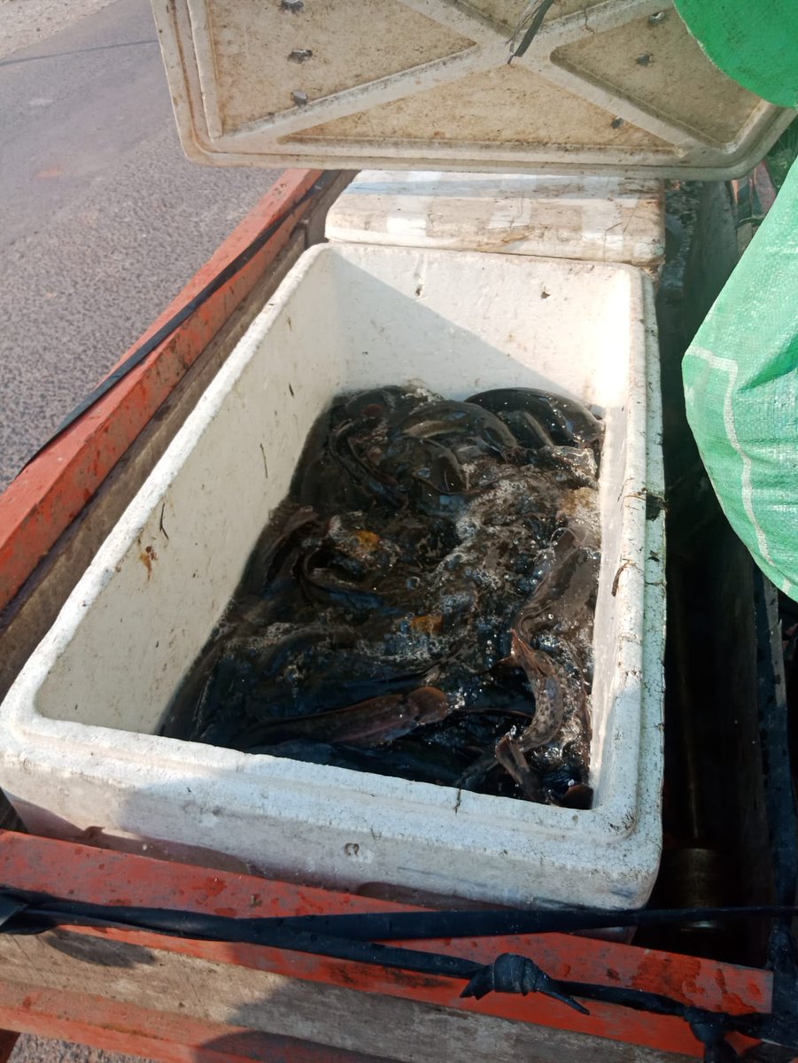 Maidi_Humaidi's tweet photo. Rabu (31/01), M. Humaidi, Luhkan Kota Banjarmasin, di POKDAKAN Al-Mubarakah, Kel. Pemurus Dalam, Panen Ikan Lele, Teknologi Sederhana, Sebanyak 35 kg, Luas Kolam 30 m², Bobot Ikan ± 166 gr, Harga Rp. 22.000/kg
@bppsdm_kp @bppsdm_bp3bwi
#GiatLuhkanSatminkalBWI
#KtBjrmasin #Panen https://t.co/STqhmEunZ5