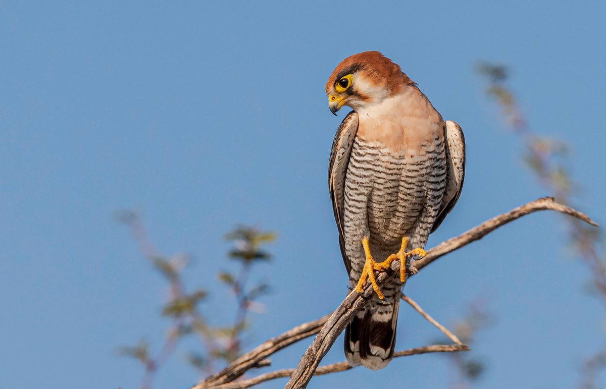 📊Using daily checklists to track grassland bird trends in India

📈Increases for generalists such as Indian Peafowl
📉Declines for grassland specialists including Red-necked Falcon, Great Indian Bustard and more

Read here: doi.org/10.1017/S09592…
#ornithology #research #India